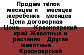 Продам тёлок 9 месяцев и 12 месяцев, жеребенка 8 месяцев. Цена договорная.  › Цена ­ 1 - Красноярский край Животные и растения » Другие животные   . Красноярский край